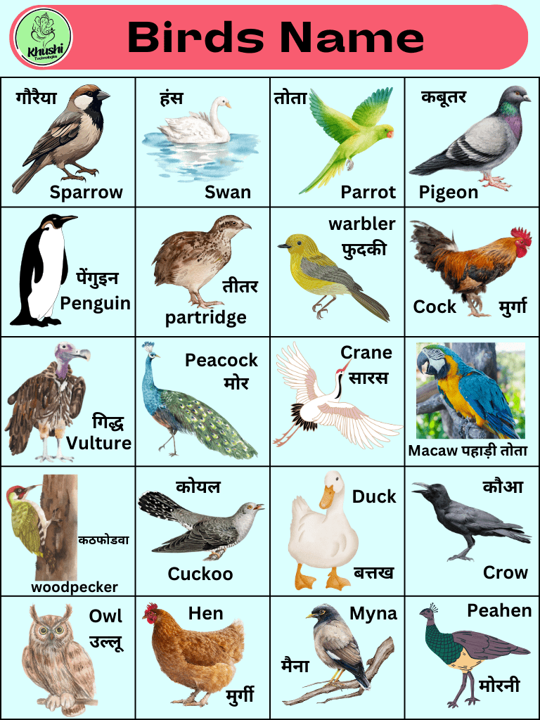 100 Birds name in Hindi and English with images – 100 पक्षियों के नाम हिंदी और इंग्लिश में